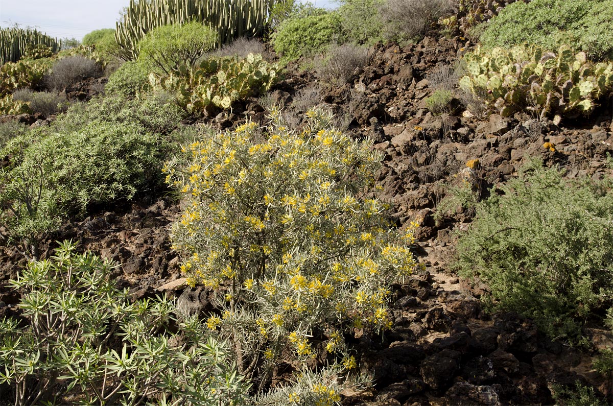 Neochamaelea pulverulenta